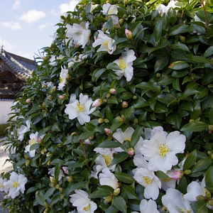 Cameillia Sasanqua White